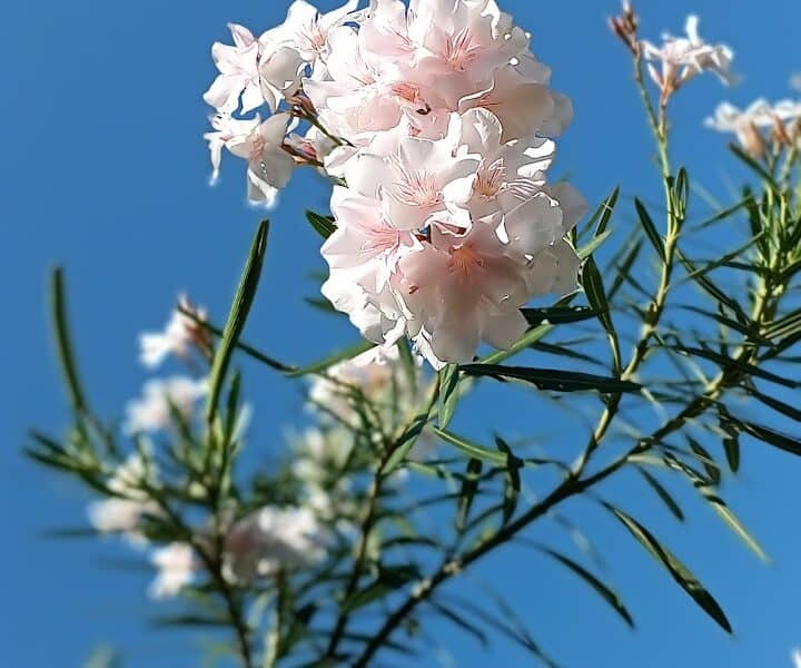 Garden Five landscapers